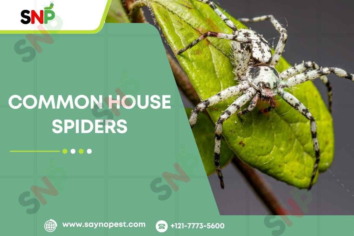 Most Common House Spiders in the United States