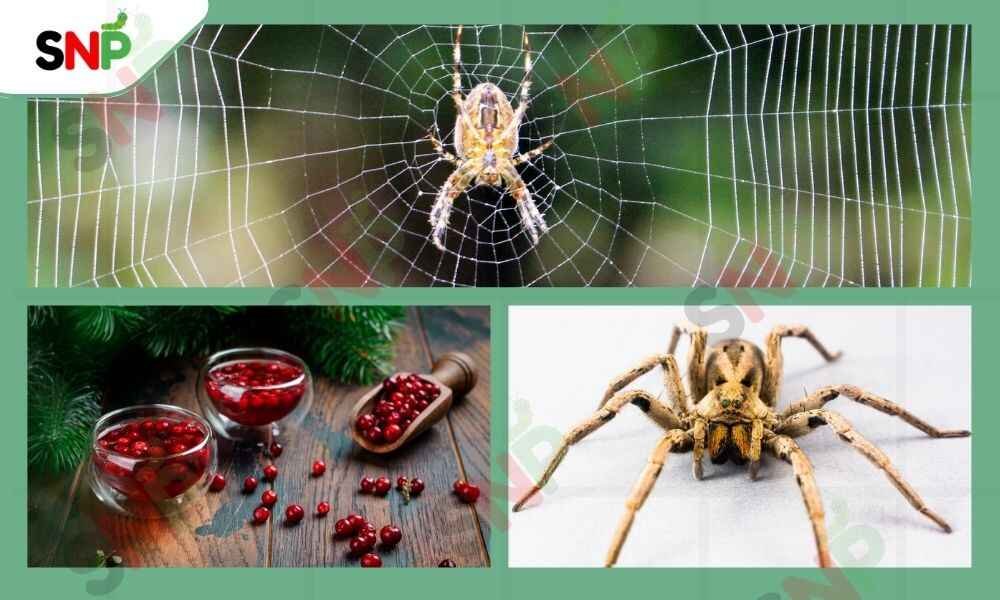 CRANBERRY-SPIDER