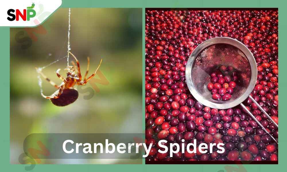 CRANBERRY-SPIDER