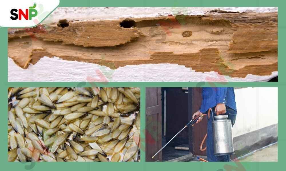 DIY-TERMITE-TREATMENT