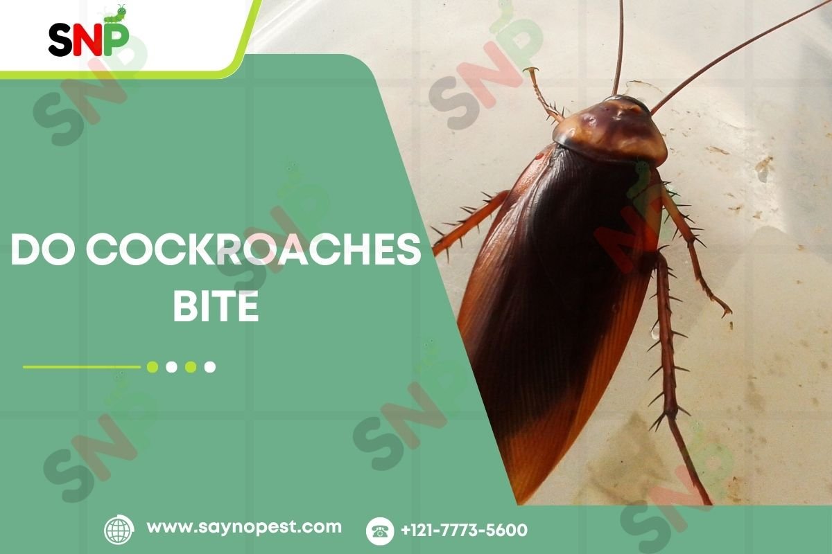 Do Cockroaches Bite? The Truth About Cockroach Bites