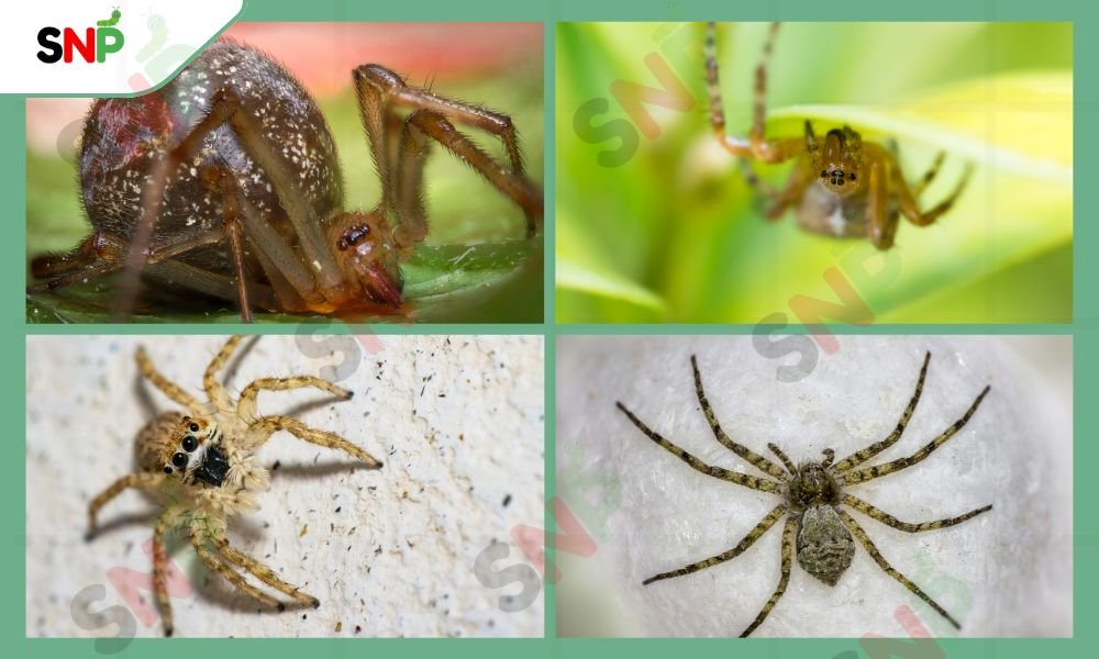 Do-House-Spiders-Bite