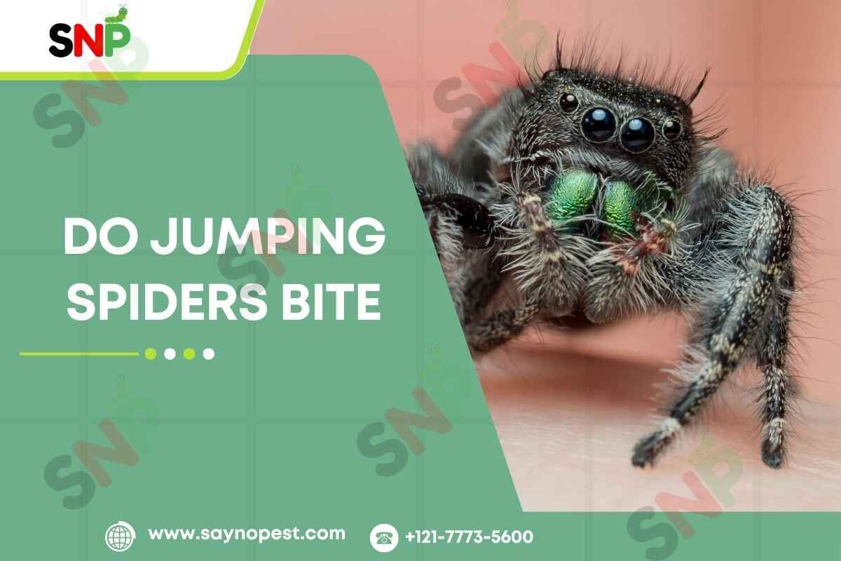 Do Jumping Spiders Bite? Unveiling the Truth