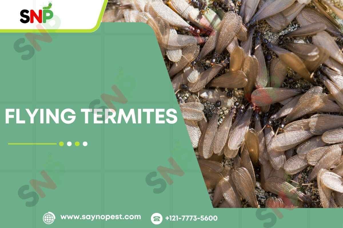 Flying Termites : They Ultimate Guide – 2025