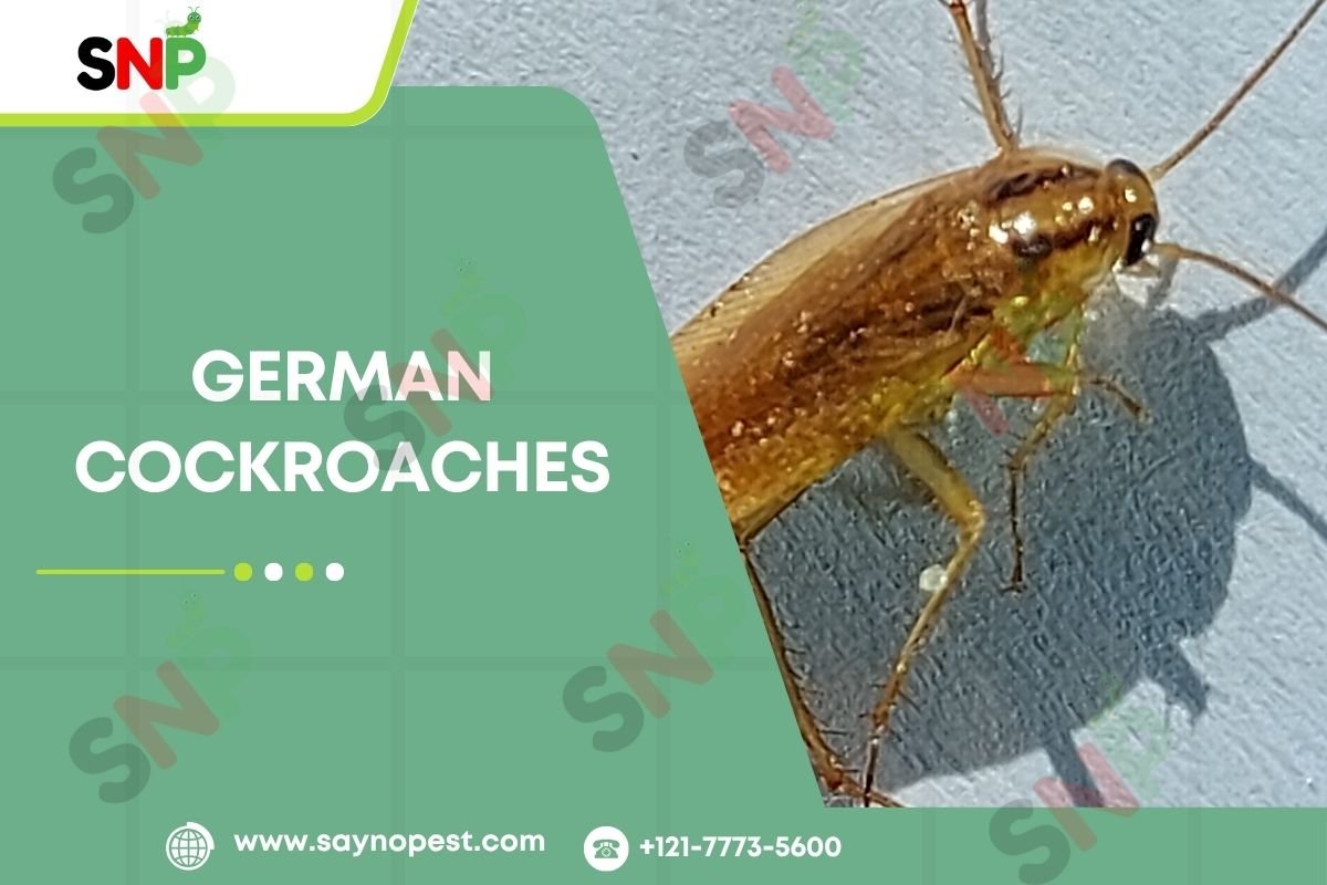 German Cockroaches: The Unwanted Guests in American Homes