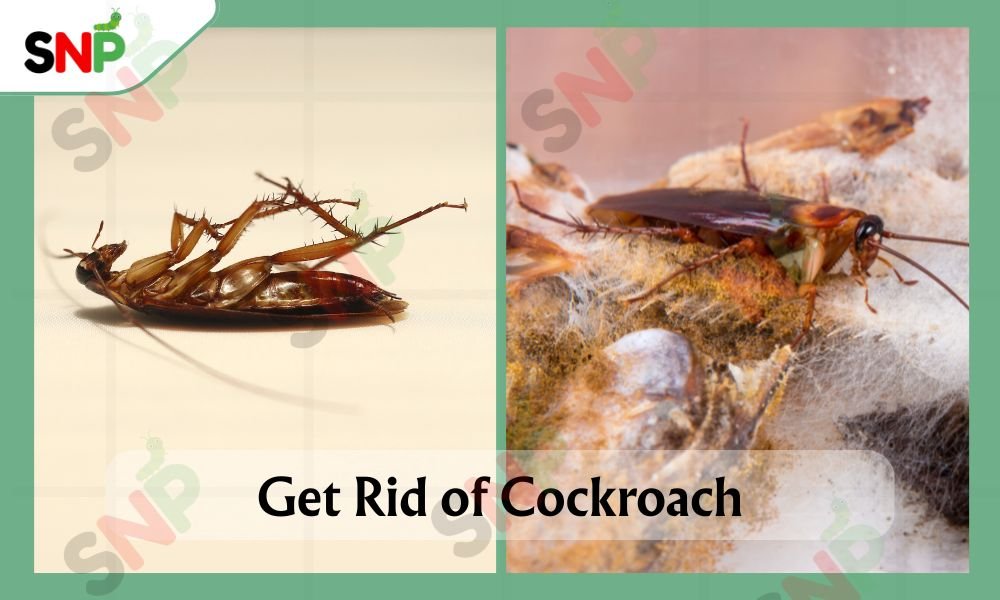 Get-Rid-of-Cockroach