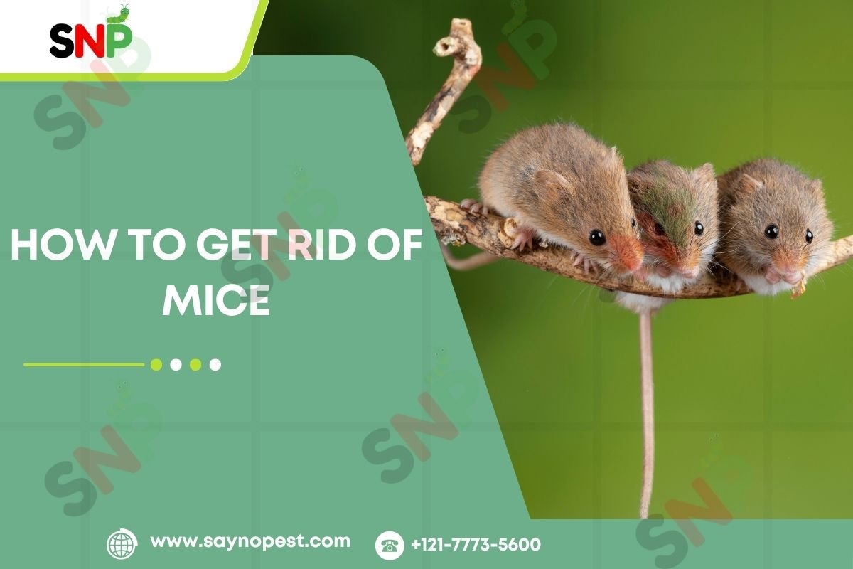 Discover How to Get Rid of Mice Without Losing Your Mind!