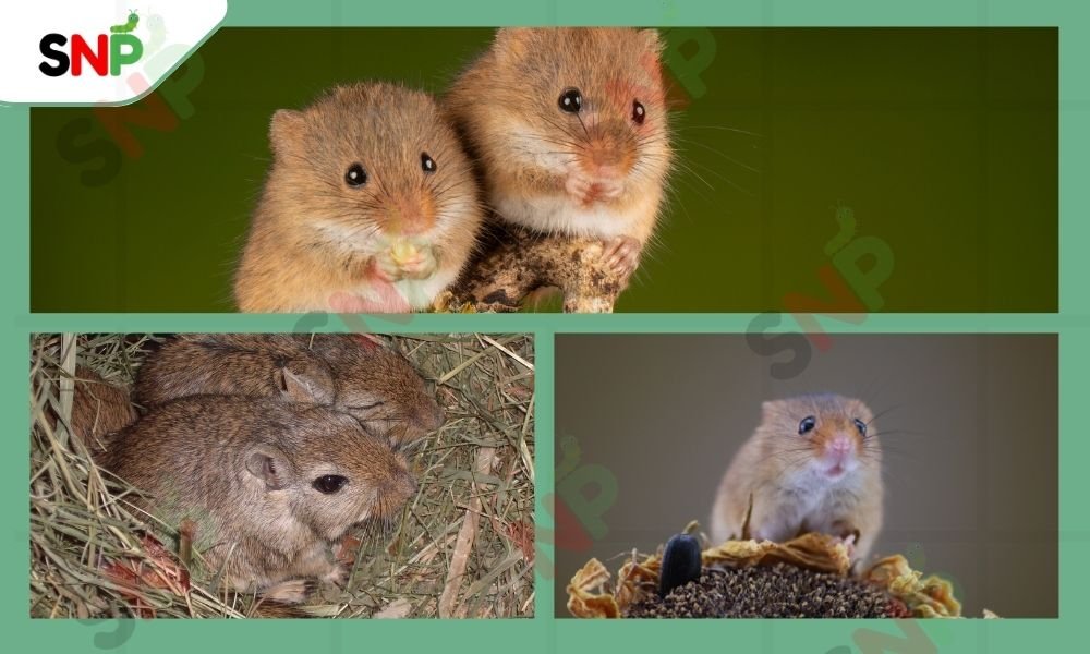 How-To-Get-Rid-of-Mice