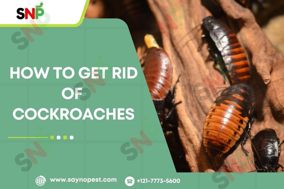 How-to-Get-Rid-of-Cockroaches