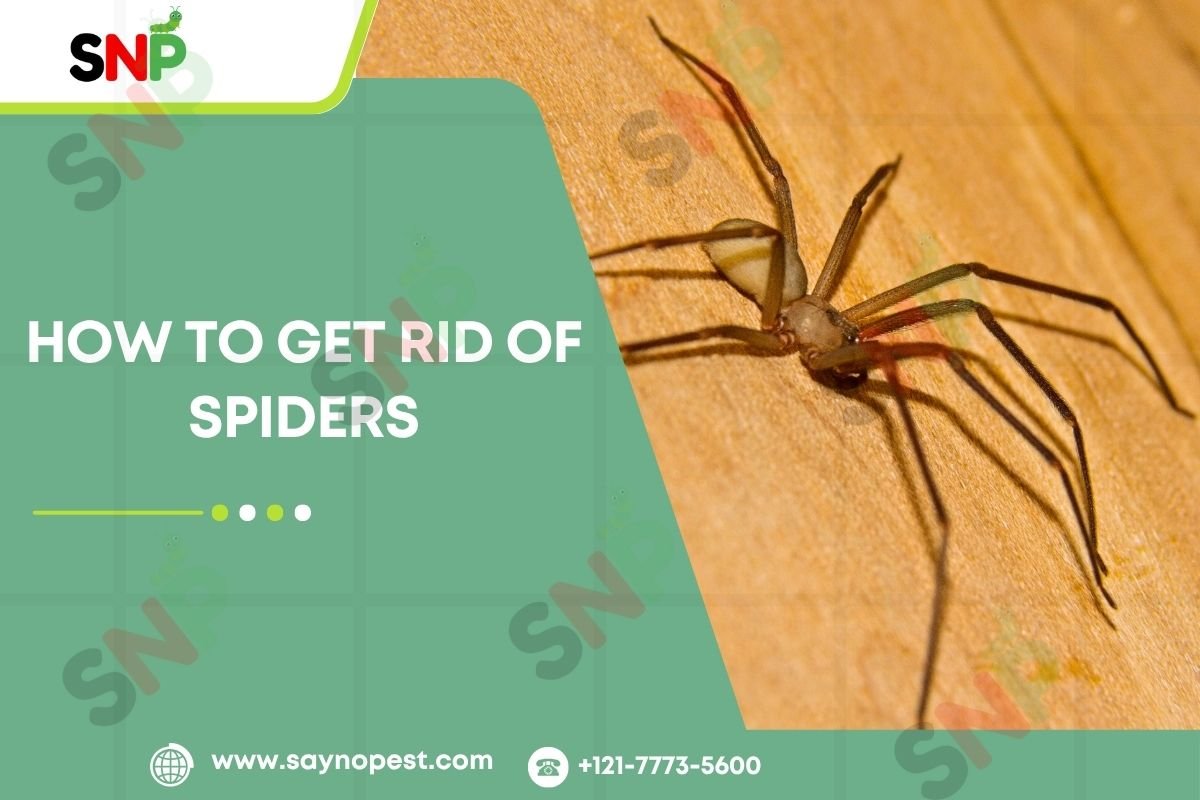 How-to-Get-Rid-of Spiders