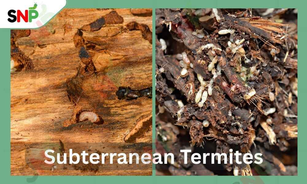 SUBTERRANEAN-TERMITE