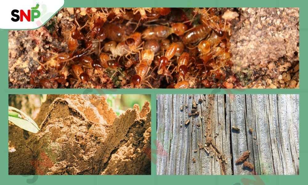 TERMITE-QUEEN