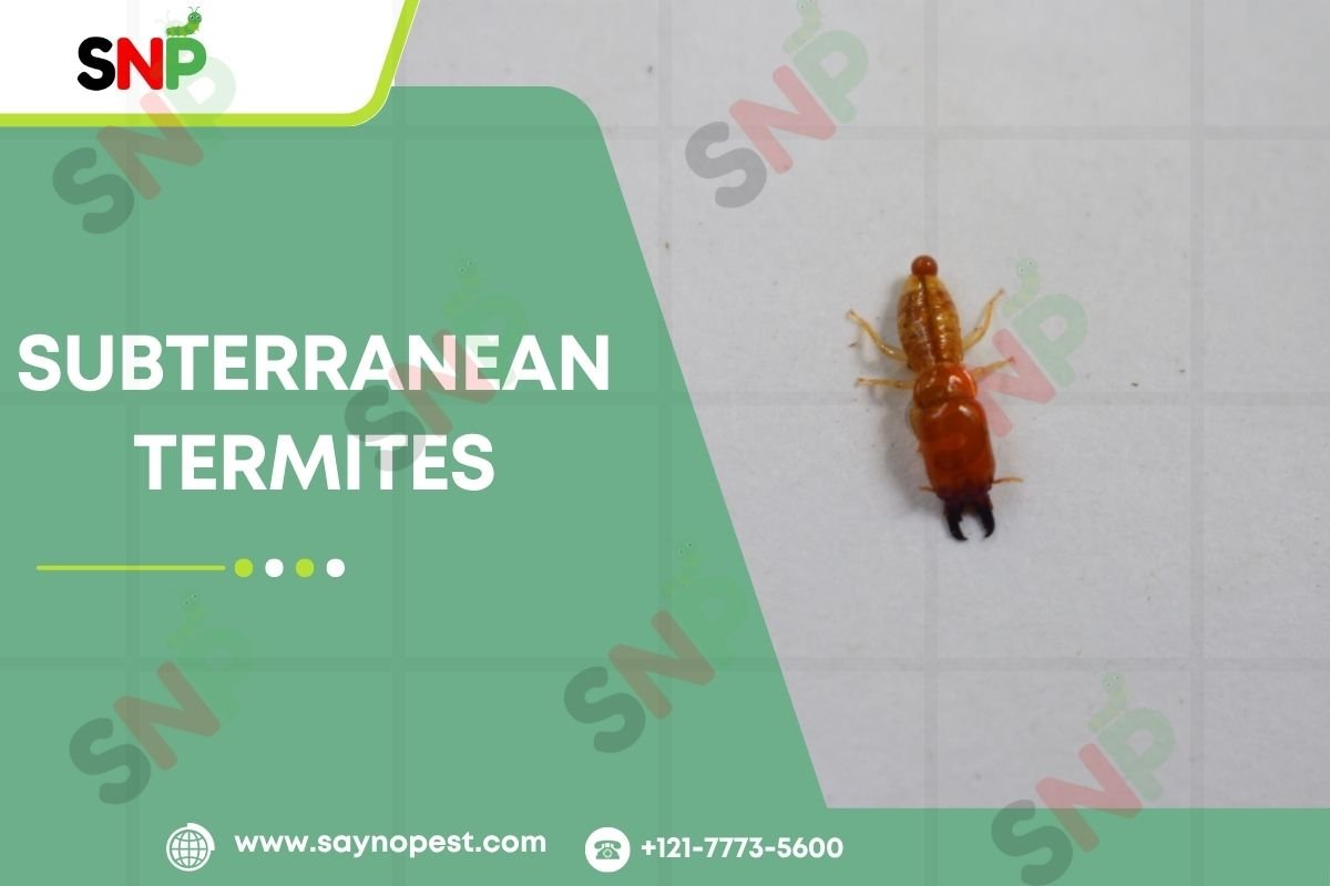 Subterranean Termites: The Hidden Threat Beneath Your Home