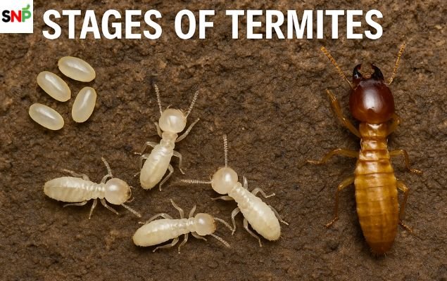 Stages-of-Termites