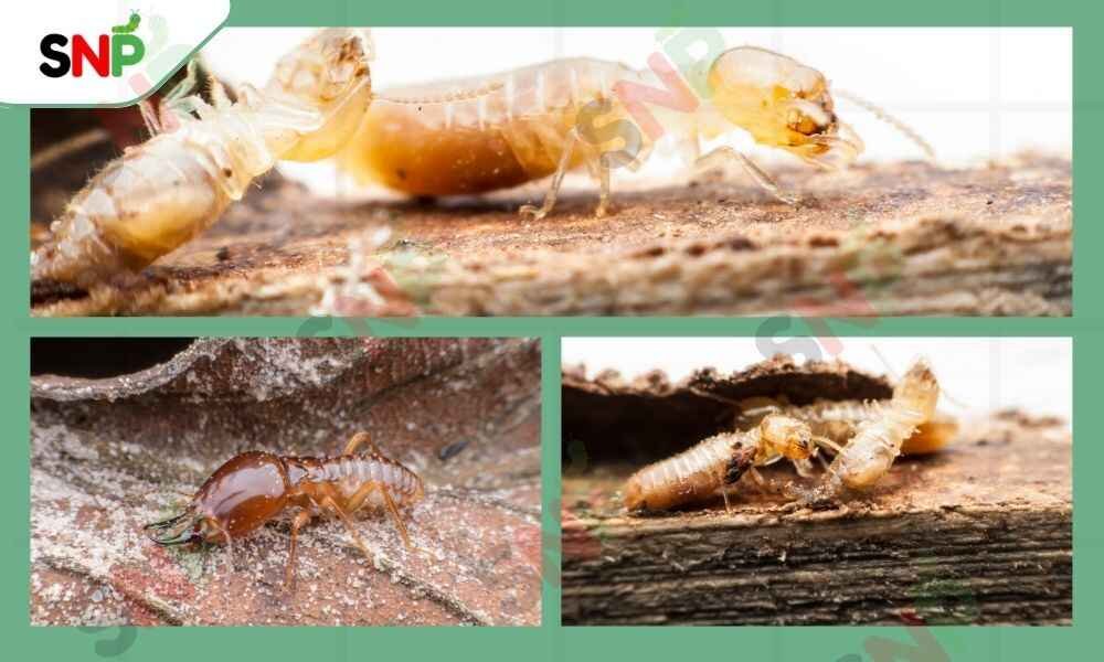 TYPES-OF-TERMITE