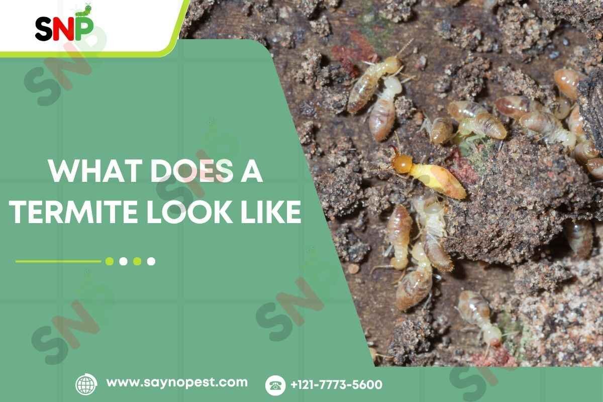 What Does a Termite Look Like? A Complete Guide – 2025