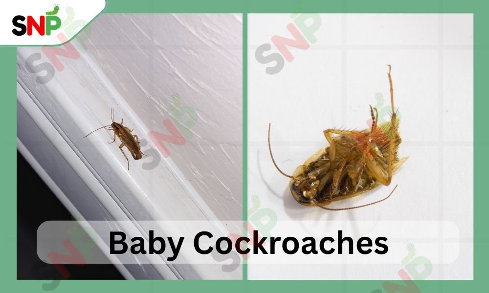 baby-cockroaches