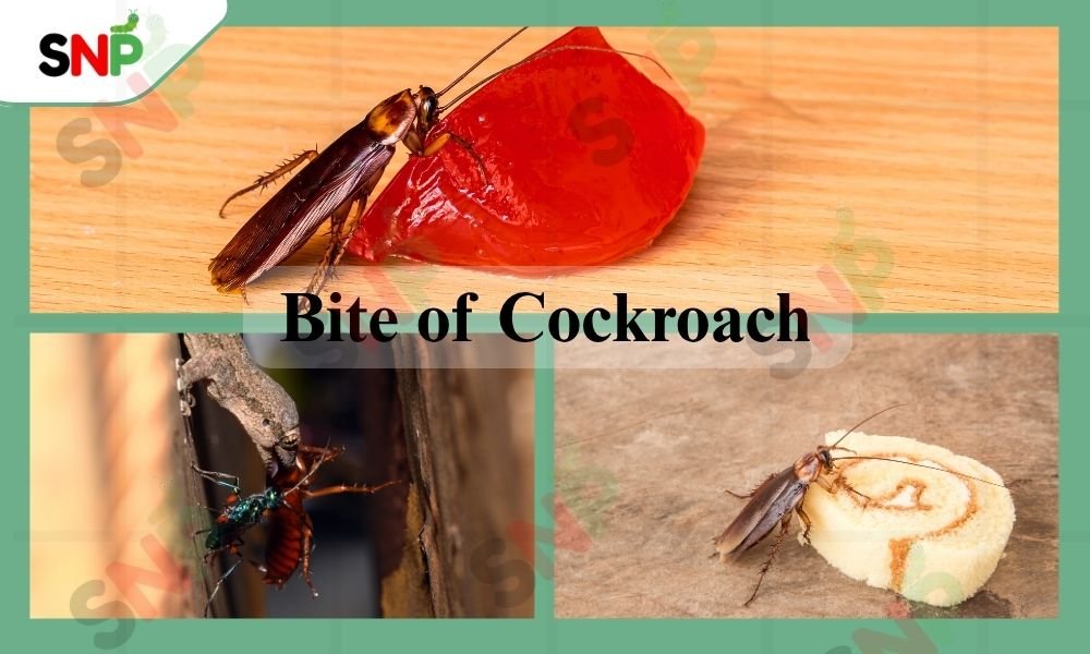 bites-of-cockroach