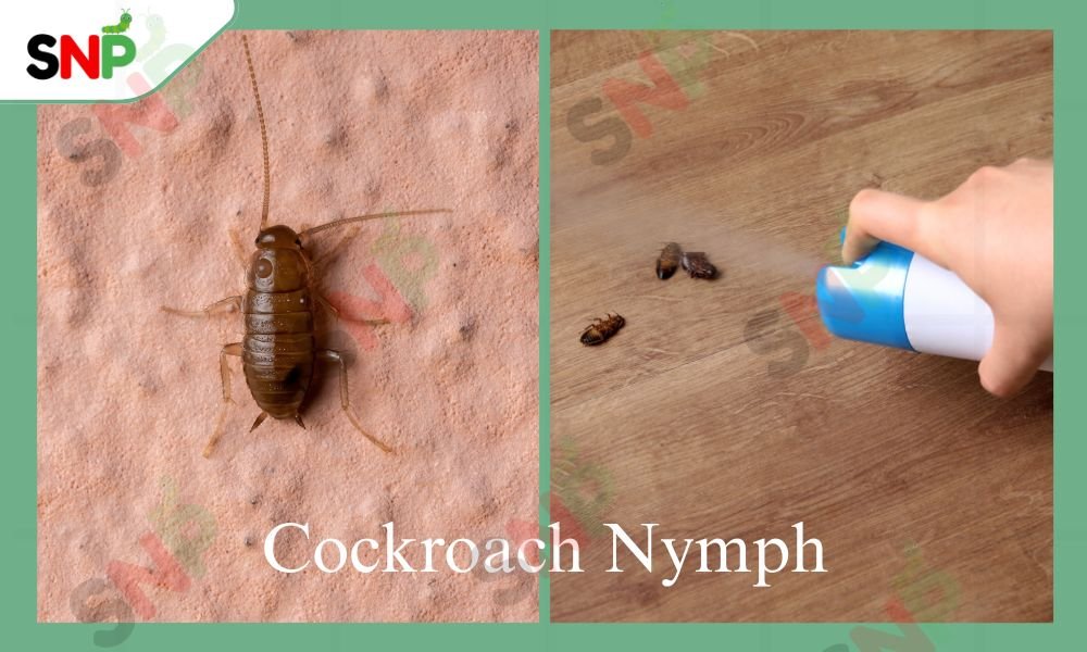 cockroach-nymph