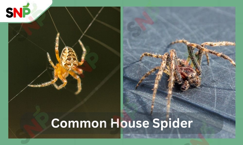 common-house-spider