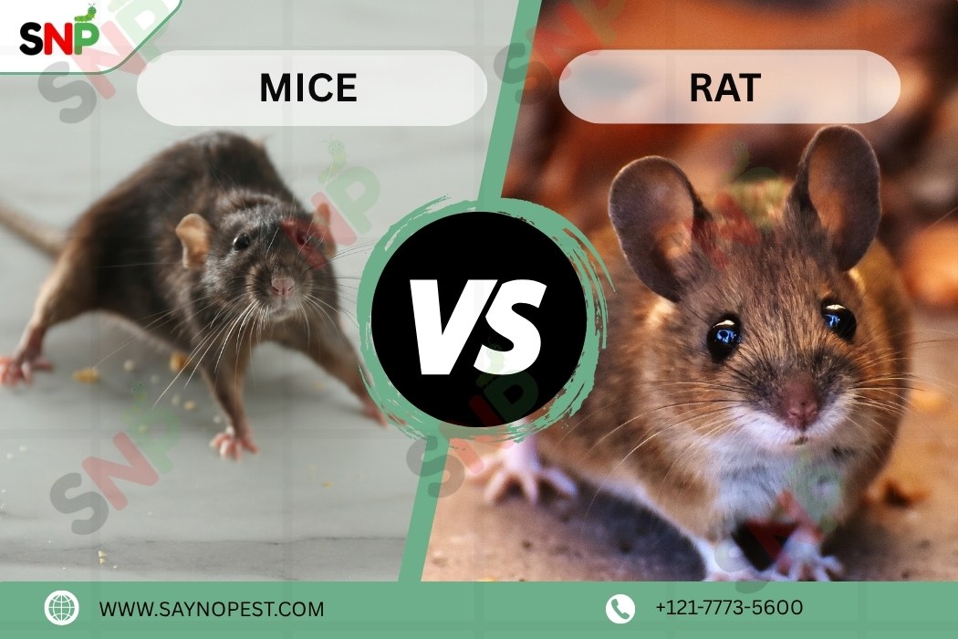 Difference Between Mice and Rats: Mice vs Rats