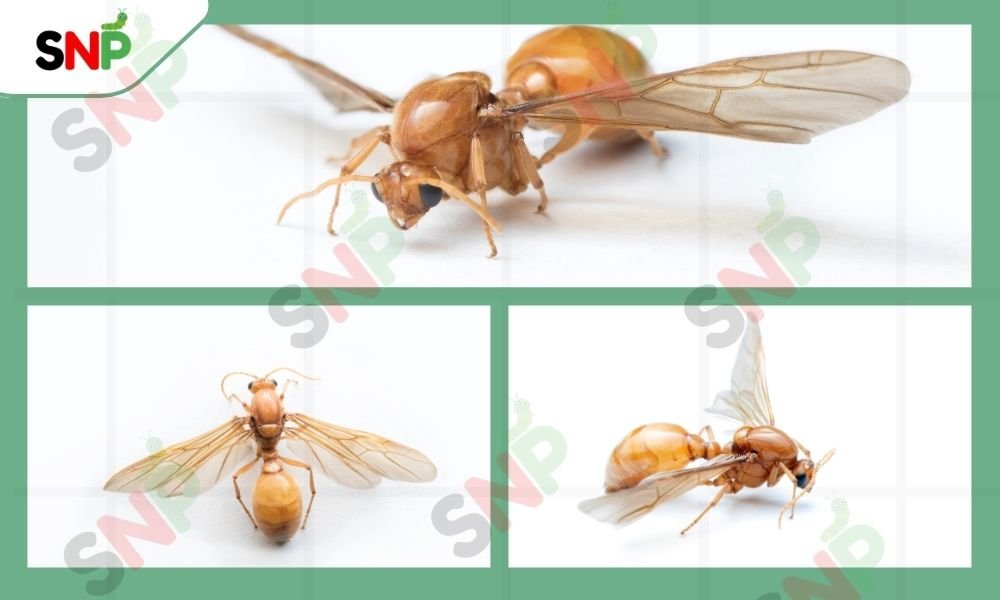 flying-ants