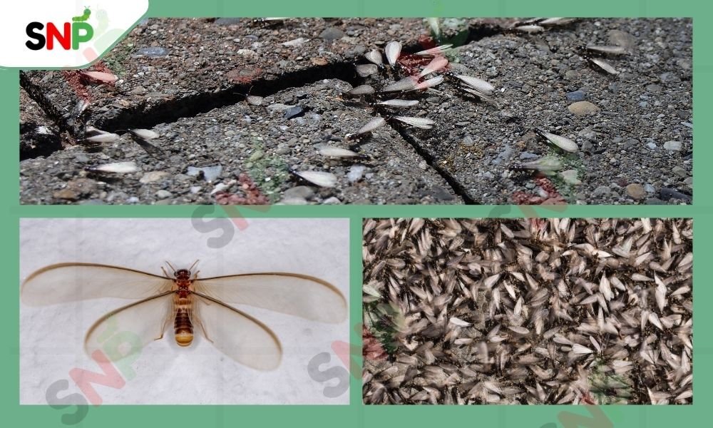 flying-termite