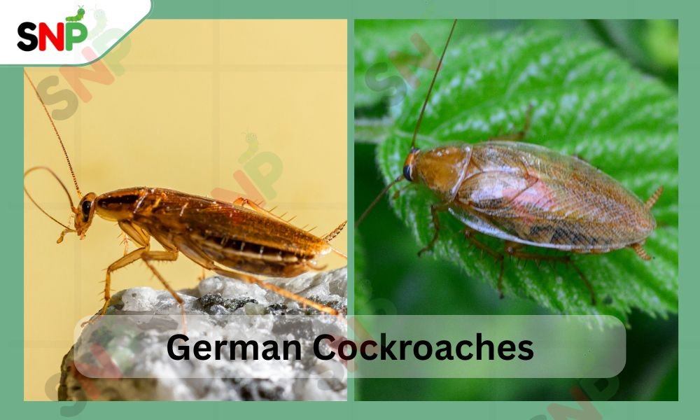 german-Cockroach