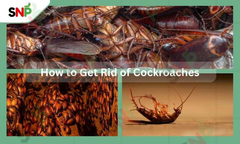 how-to-get-rid-of-cockroaches