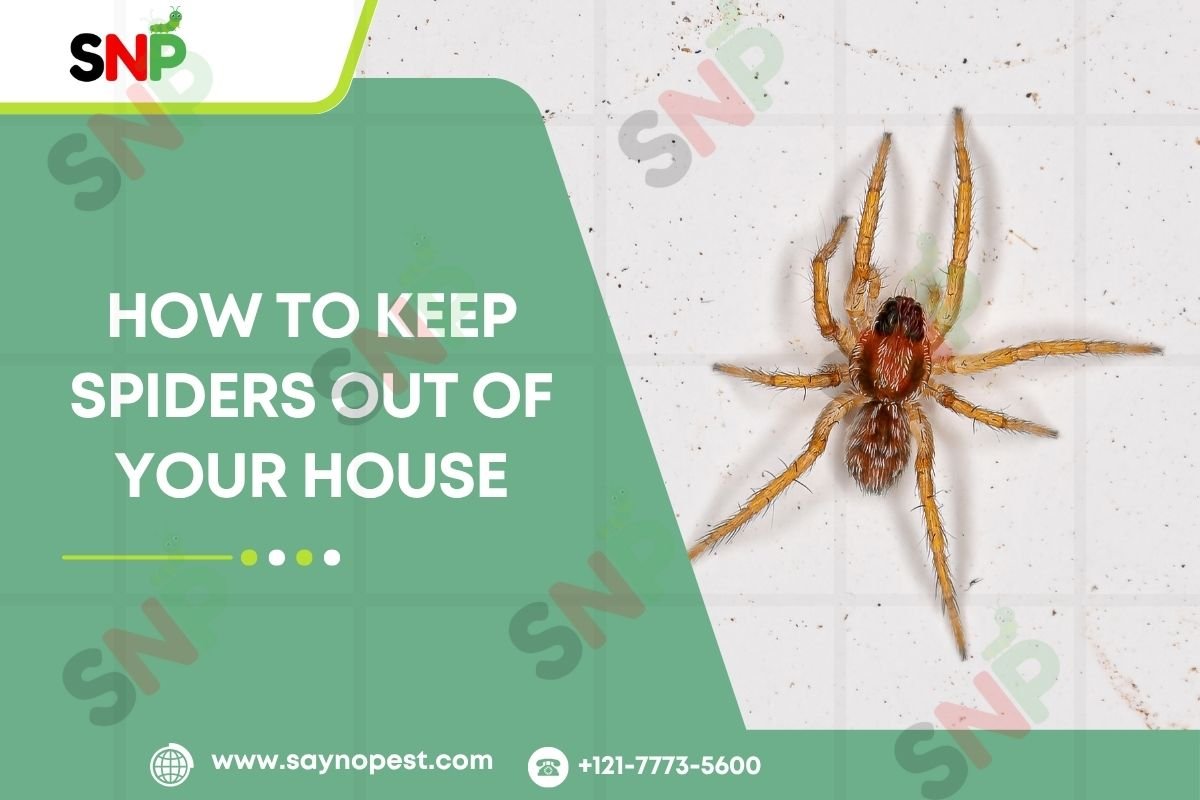 How to Keep Spiders Out of Your House