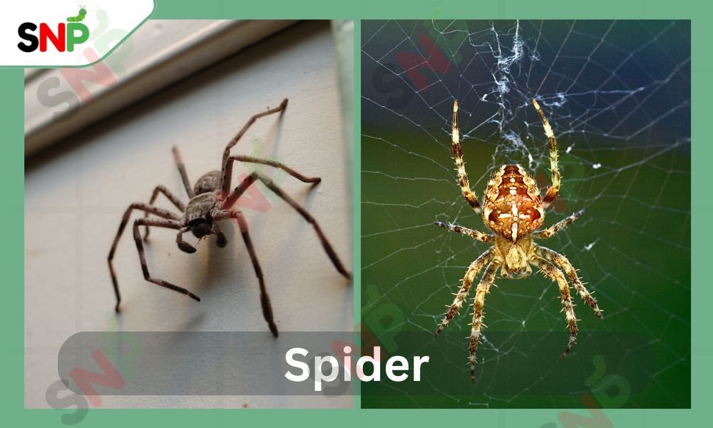 how-to-keep-spiders-out-of-your-house