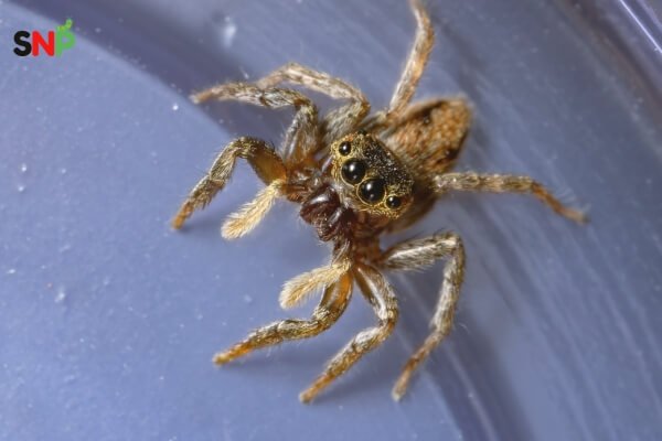 jumping-spider-bites