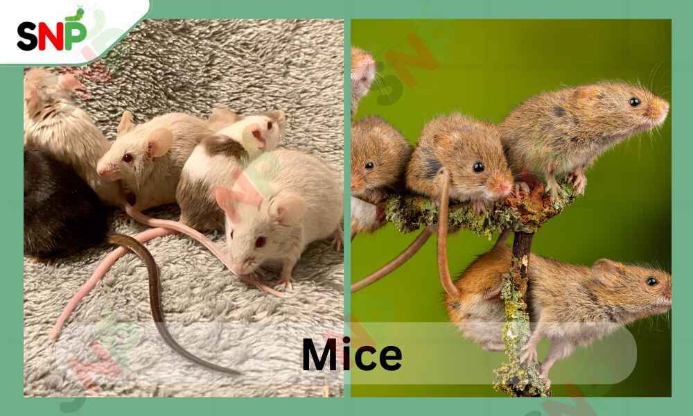 how-to-get-rid-of-mice