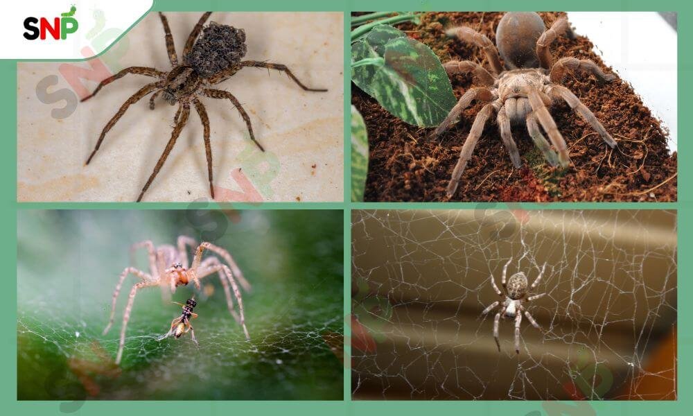 spiders