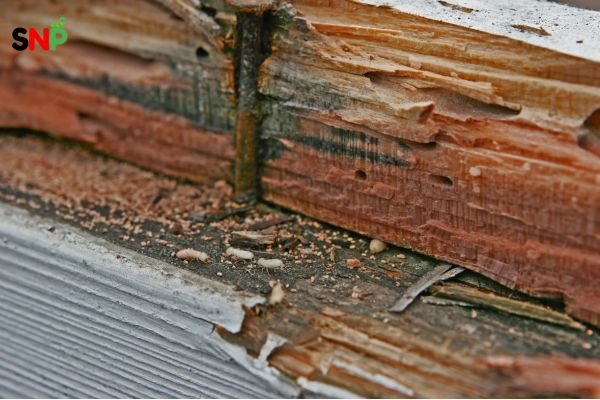 subterranean termite signs
