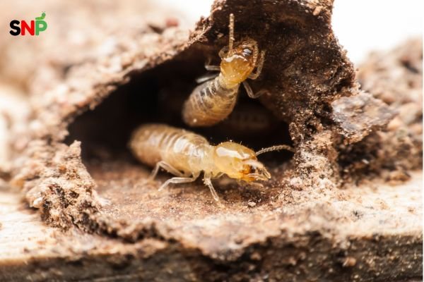 termite-queen