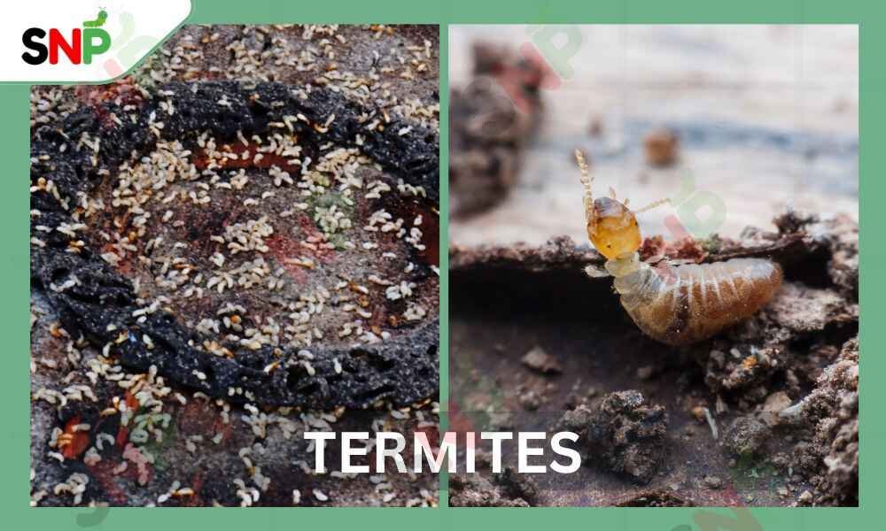 termite-sprays