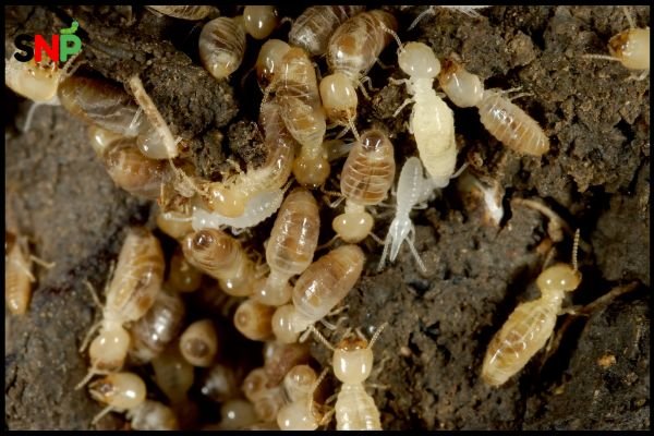 termites