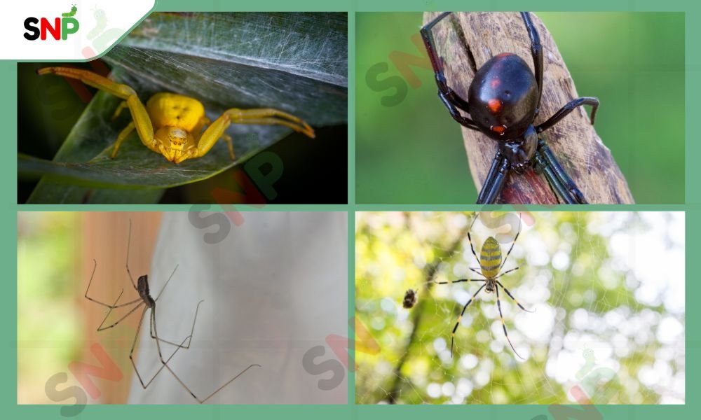 types-of-spider