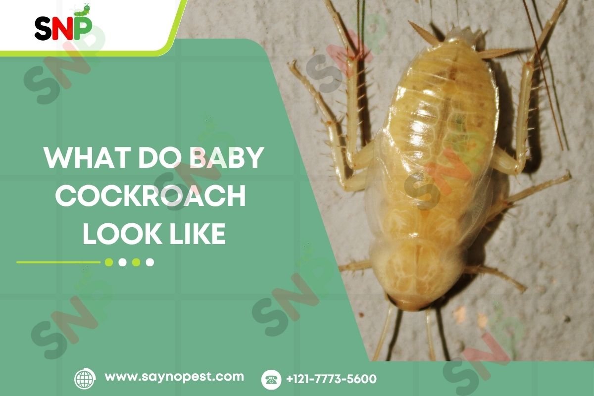 What Do Baby Cockroach Look Like?