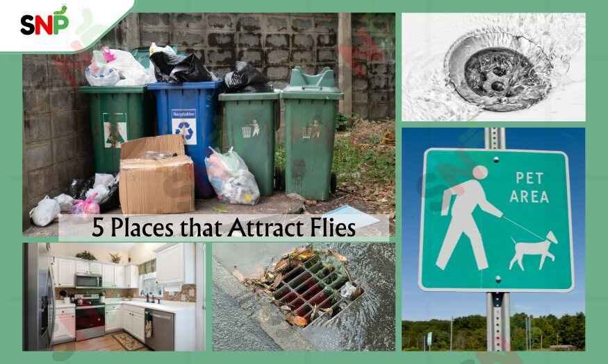 5-Places-that-Attract-Flies