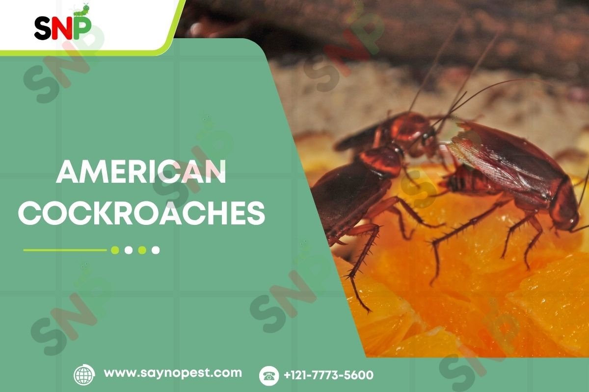 American Cockroaches: Life Cycle, Nymphs, Babies