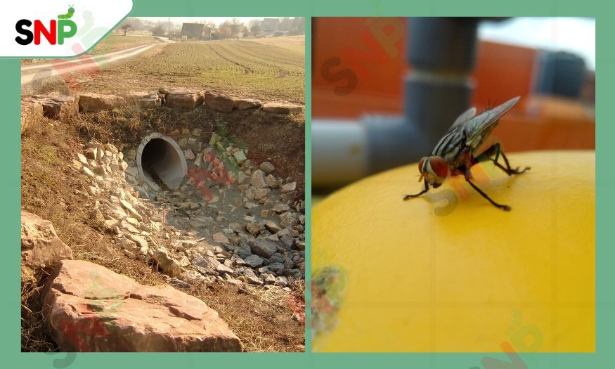 Are-Drain-Flies-Harmful