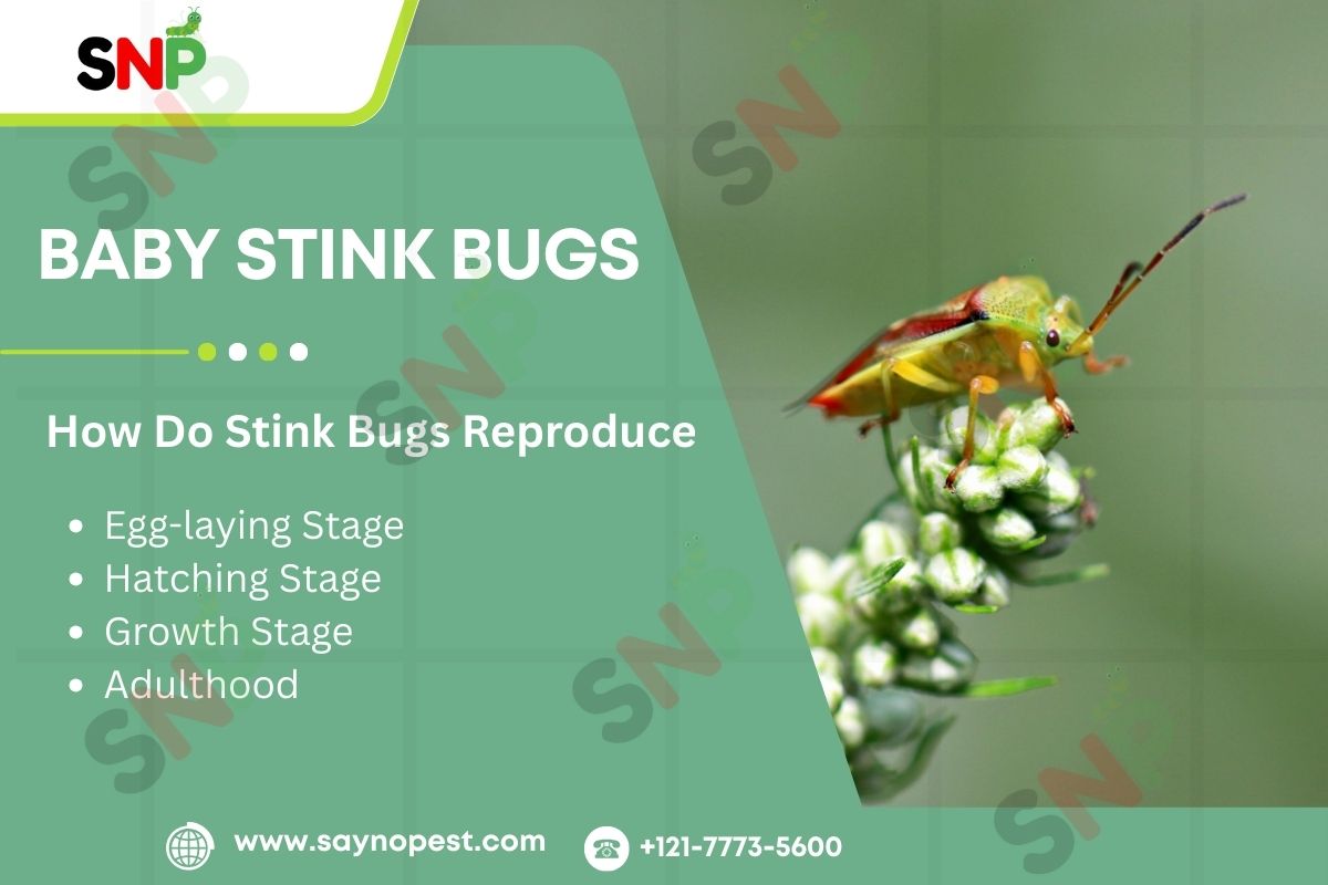 Baby Stink Bugs: A Complete Guide for American Homeowners