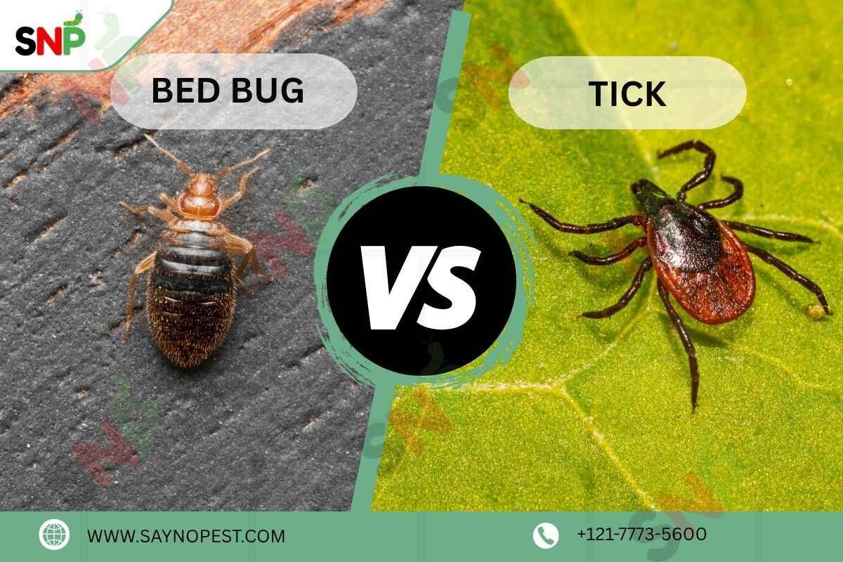 Bed Bug Vs Tick: Hidden Dangers at Home