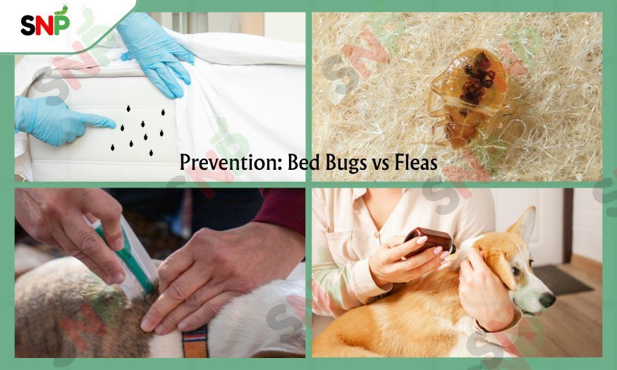 Bed-Bugs-vs-Fleas-Prevention