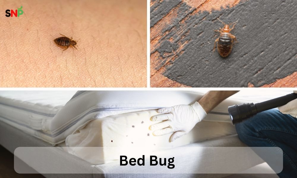 Bed-bug 