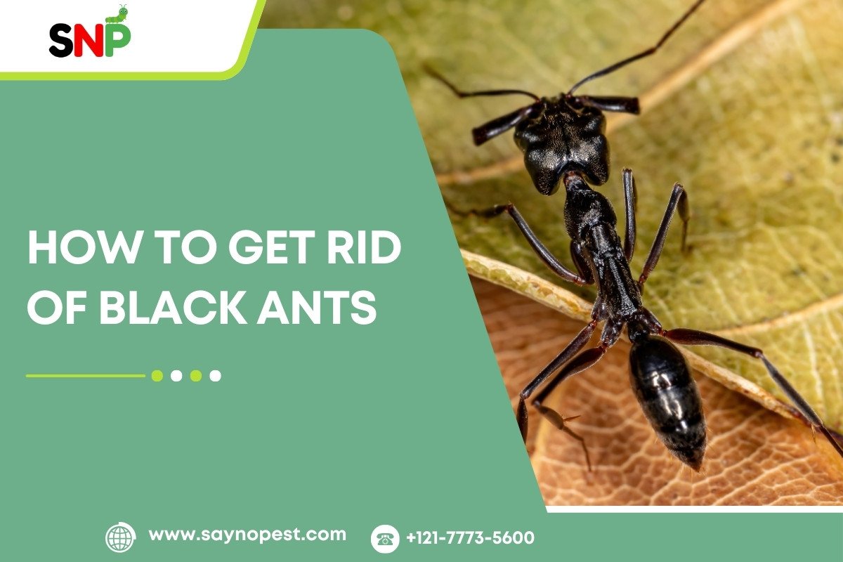 How to Get Rid of Black Ants Fast