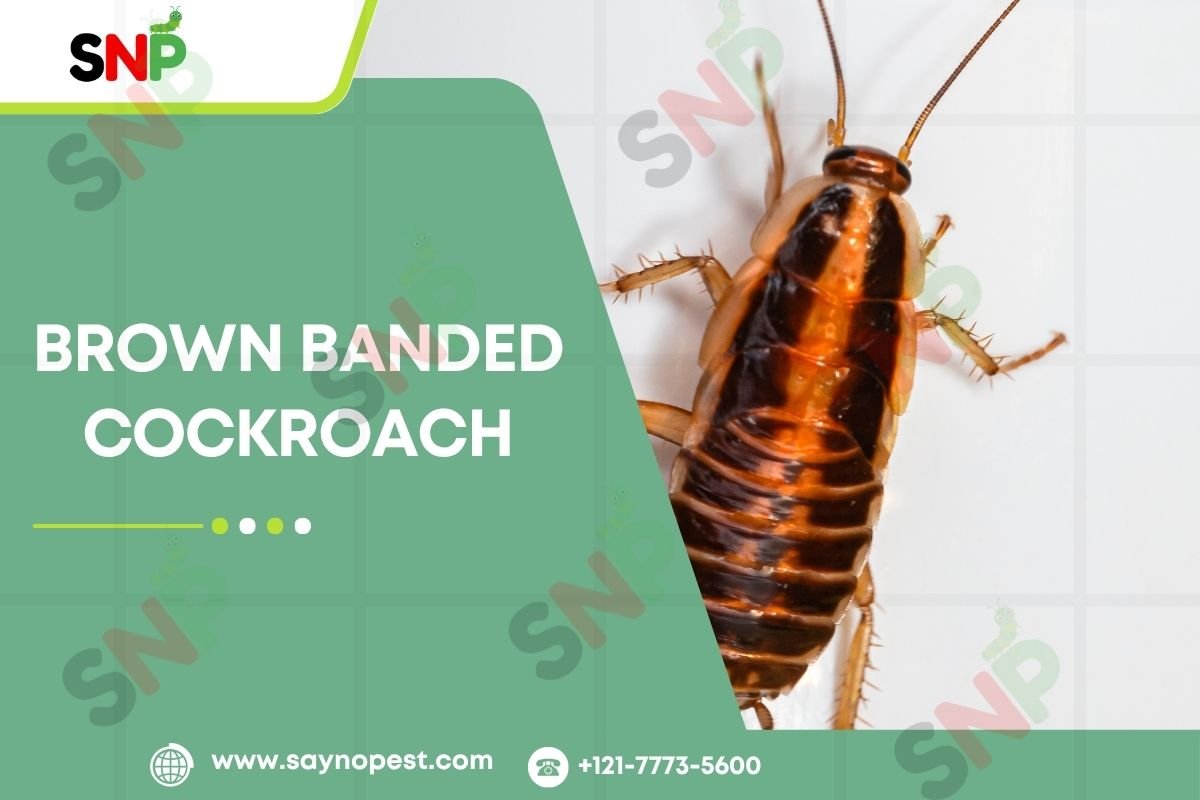 Brown Banded Cockroach : Identification, Life Cycle, and Control