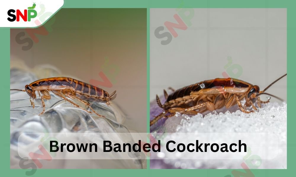 Brown-Banded-Cockroaches